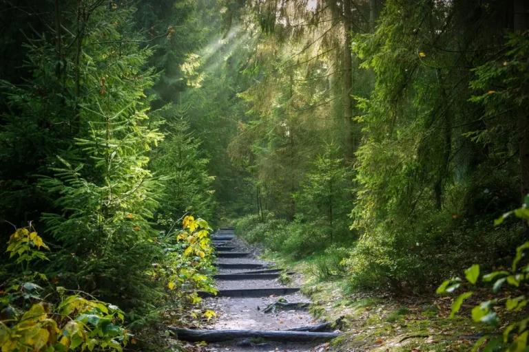 Chemin dans la forêt